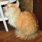     
: IMG_3137 - копия.jpg
: 23
:	123.2 
ID:	7597277