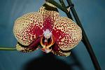     
: DSC_1728.jpg
: 5
:	113.5 
ID:	7599589