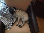     
: ImageUploadedByTapatalk1391186072.766578.jpg
: 10
:	244.2 
ID:	7609448