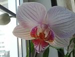     
: 2014-02-02 16.24.17.jpg
: 7
:	86.5 
ID:	7621530
