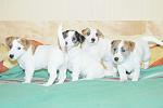     
: DSC_0461.JPG
: 19
:	170.1 
ID:	7627644