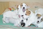     
: DSC_0229.JPG
: 15
:	204.0 
ID:	7627646