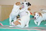     
: DSC_0231.JPG
: 14
:	192.6 
ID:	7627648