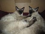     
: IMG_0158.jpg
: 9
:	104.7 
ID:	7628581