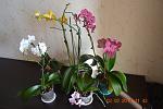     
: DSC_4294.jpg
: 4
:	102.9 
ID:	7632819