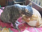     
: IMG_5700.jpg
: 4
:	107.2 
ID:	7634718