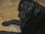     
: IMG_6545.jpg
: 5
:	81.3 
ID:	7649720