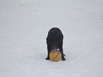     
: IMG_6538.jpg
: 9
:	59.5 
ID:	7649722