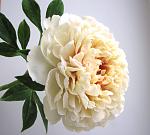     
:  2014 013.jpg
: 4
:	92.9 
ID:	7653968
