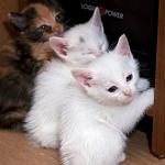     
: DSC_1317.jpg
: 10
:	45.1 
ID:	7655676