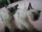     
: IMG_4018.jpg
: 29
:	96.7 
ID:	7676431