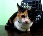     
: Image1.jpg
: 10
:	34.6 
ID:	7681234