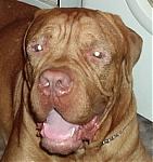     
: dog-small.jpg
: 82
:	26.4 
ID:	76892