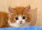     
: my_cats_032.jpg
: 10
:	114.2 
ID:	7700999