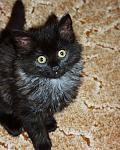     
: my_cats_001.jpg
: 10
:	81.8 
ID:	7701001