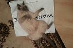     
: IMG_20131112_191826.jpg
: 11
:	113.2 
ID:	7701092