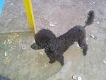     
: 20130717_201331.jpg
: 25
:	146.5 
ID:	7701714