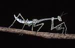     
: Metall_bug.jpg
: 123
:	71.0 
ID:	77044