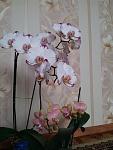     
: 20140220_120509.jpg
: 5
:	86.6 
ID:	7734608