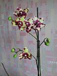     
: 20140220_120031.jpg
: 7
:	113.4 
ID:	7734609