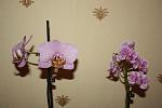     
: IMG_0839.jpg
: 7
:	82.8 
ID:	7734617