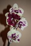     
: IMG_0845.jpg
: 6
:	42.1 
ID:	7734631
