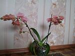     
: 20140220_120255.jpg
: 7
:	132.5 
ID:	7734637