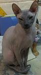    
: IMG_20140224_175958.jpg
: 4
:	57.3 
ID:	7740306