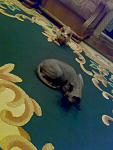    
: 29012010732.jpg
: 47
:	75.9 
ID:	774585