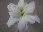     
: SAM_0418.jpg
: 7
:	59.7 
ID:	7749723