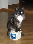     
: IMG_1232.JPG
: 40
:	94.2 
ID:	775273