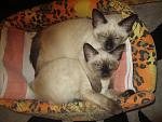     
: IMG_3730.jpg
: 10
:	115.9 
ID:	7753069