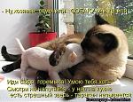     
: qwe-qwe.ru_kotomatricy_1362686871381.jpeg
: 5
:	73.6 
ID:	7754430