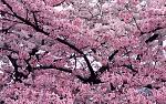     
: image.jpg
: 13
:	247.2 
ID:	7765358