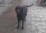     
: 127398957_1_644x461_kto-poteryal-labradora-odessa.jpg
: 9
:	22.2 
ID:	7771649