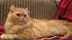     
: DSC09714.jpg
: 11
:	132.6 
ID:	7775624