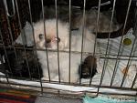     
: SAM_0271.jpg
: 36
:	108.7 
ID:	778404