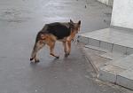     
: 2014-03-05 08.04.29.jpg
: 15
:	100.4 
ID:	7787684