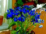    
: 23022014333.jpg
: 9
:	145.5 
ID:	7793956