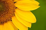     
: Sun-Flower.jpg
: 45
:	90.7 
ID:	7804945