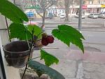     
: 2014-03-08 15.37.19.jpg
: 5
:	141.8 
ID:	7809753