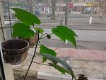     
: 2014-03-06 10.06.33.jpg
: 5
:	143.6 
ID:	7809787