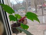     
: 2014-03-09 14.45.54.jpg
: 4
:	150.6 
ID:	7809803