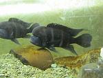     
: IMG_4595.jpg
: 12
:	113.6 
ID:	7824553