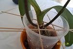     
: SAM_1165.jpg
: 34
:	67.3 
ID:	7827181