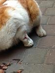     
: IMG_4591.jpg
: 11
:	74.6 
ID:	7833183