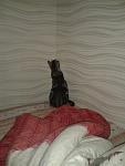     
: 20140314_225957.jpg
: 13
:	62.5 
ID:	7840170