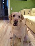     
: IMG_1786.jpg
: 9
:	64.1 
ID:	7848366