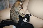     
: IMG_2227.JPG
: 52
:	42.9 
ID:	785267