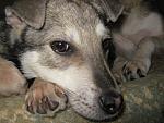     
: IMG_8572.JPG
: 15
:	141.5 
ID:	7855422